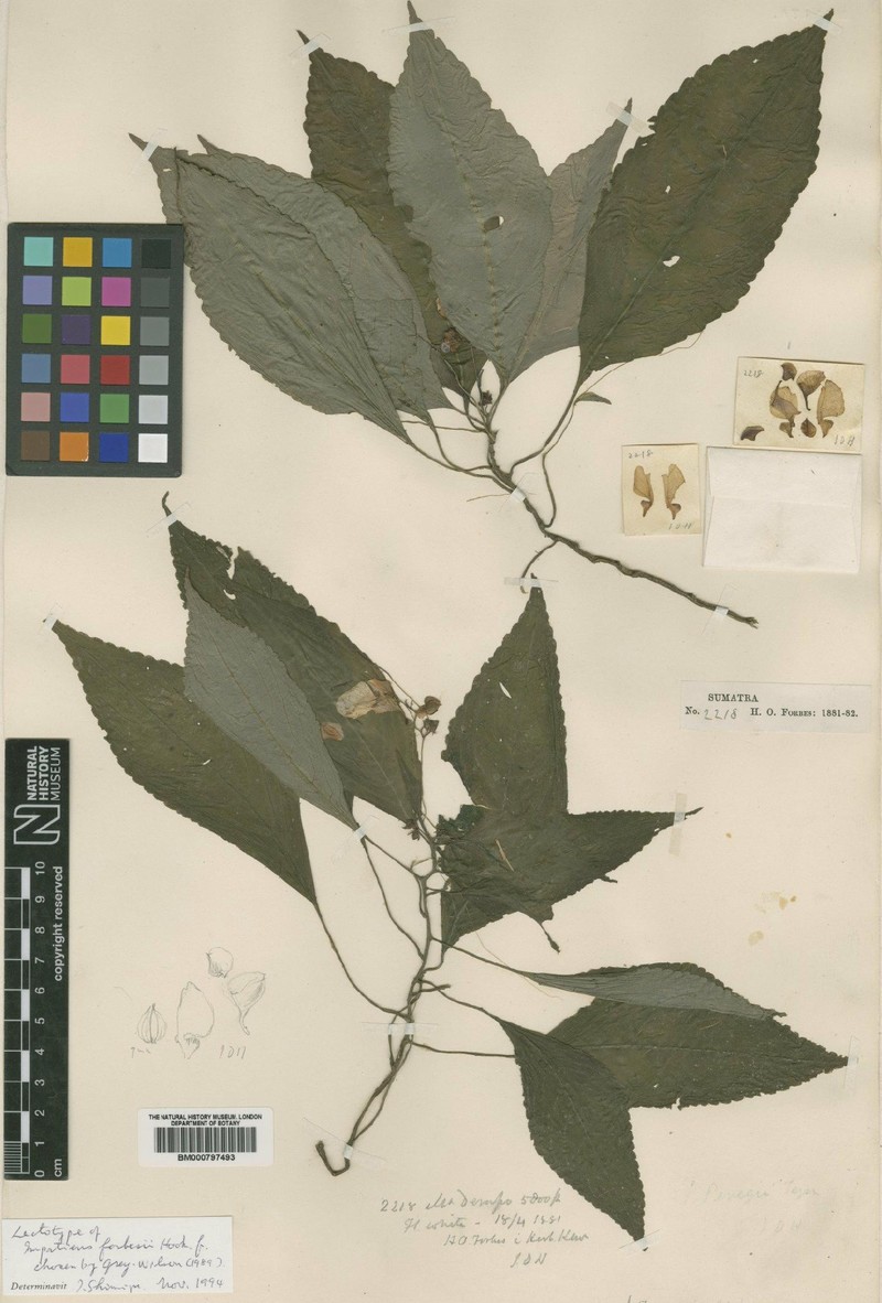 Impatiens forbesii