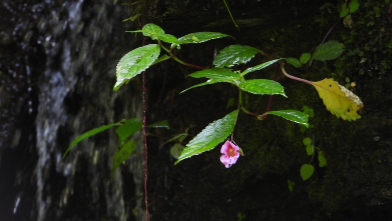 Impatiens forrestii