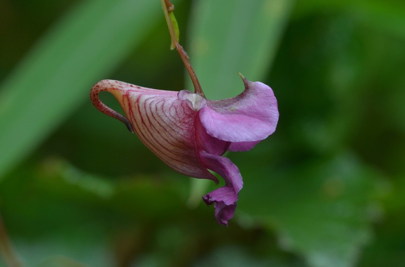 Impatiens forrestii photo 2