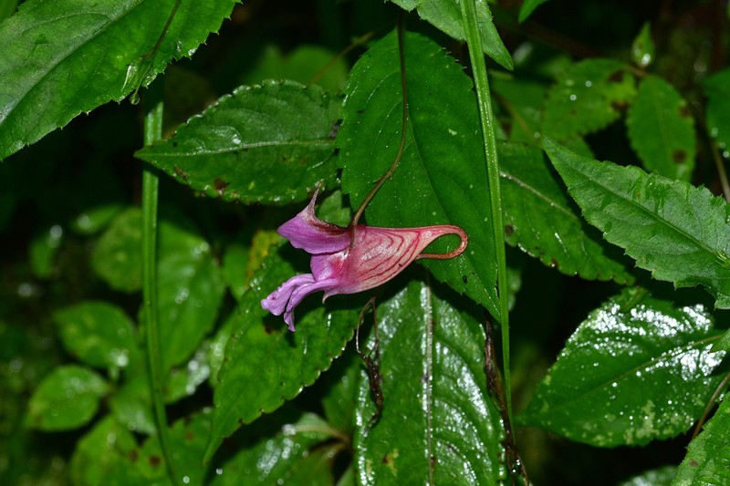 Impatiens forrestii photo 3