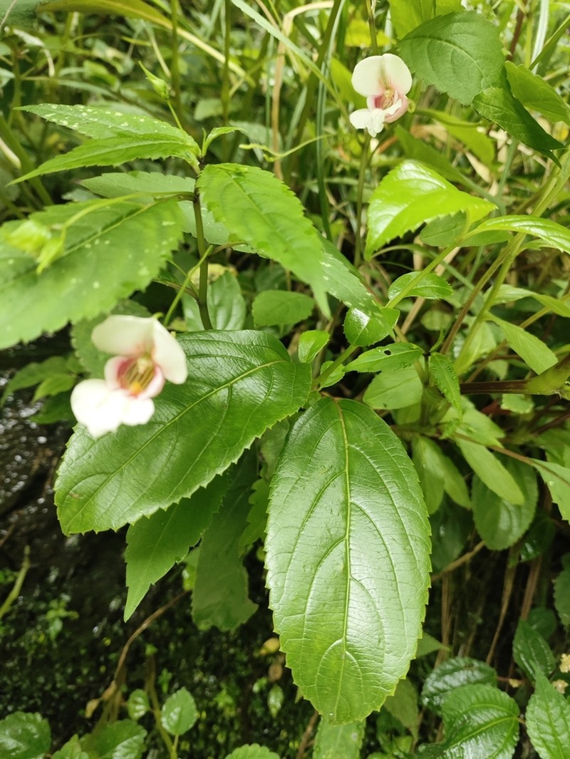 Impatiens forrestii photo 4