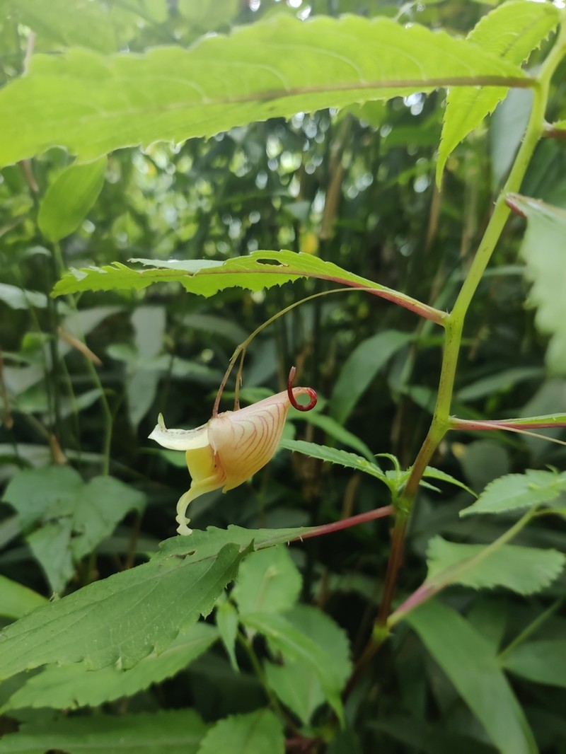 Impatiens forrestii photo 5