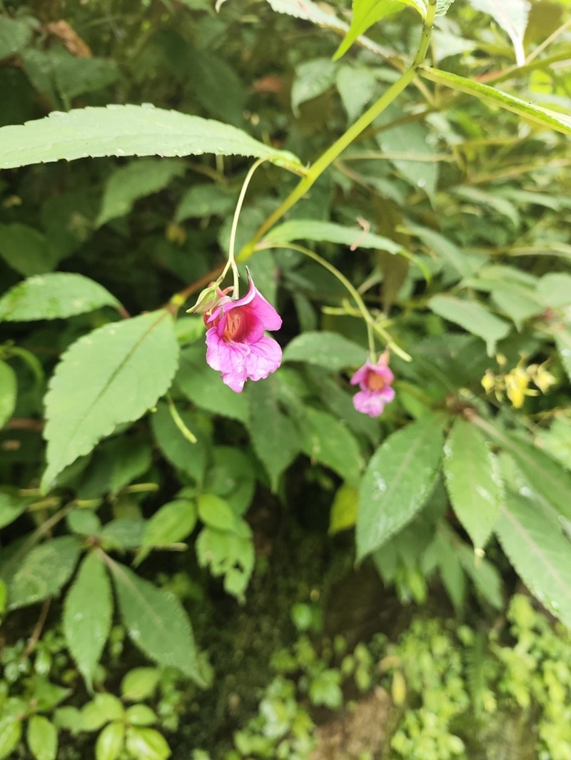 Impatiens forrestii photo 6