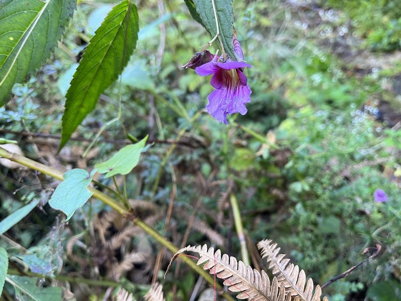 Impatiens forrestii photo 7