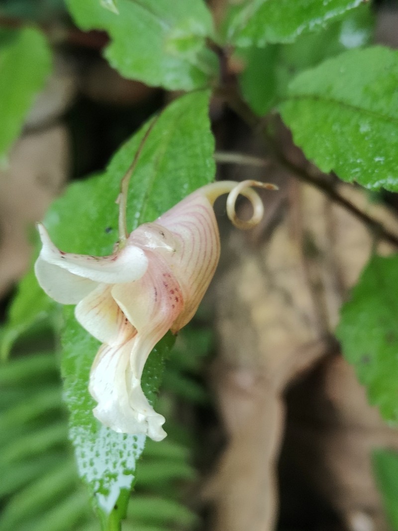 Impatiens forrestii photo 8