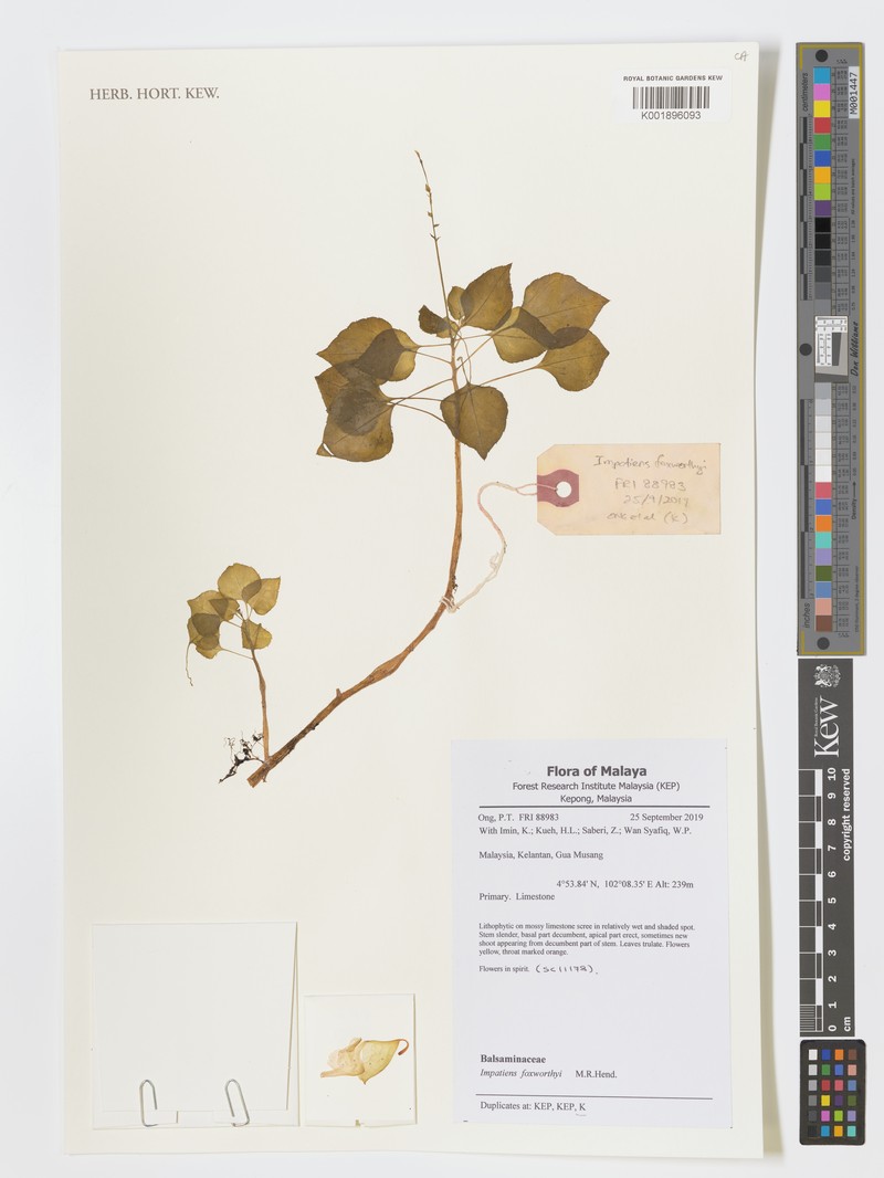 Impatiens foxworthyi