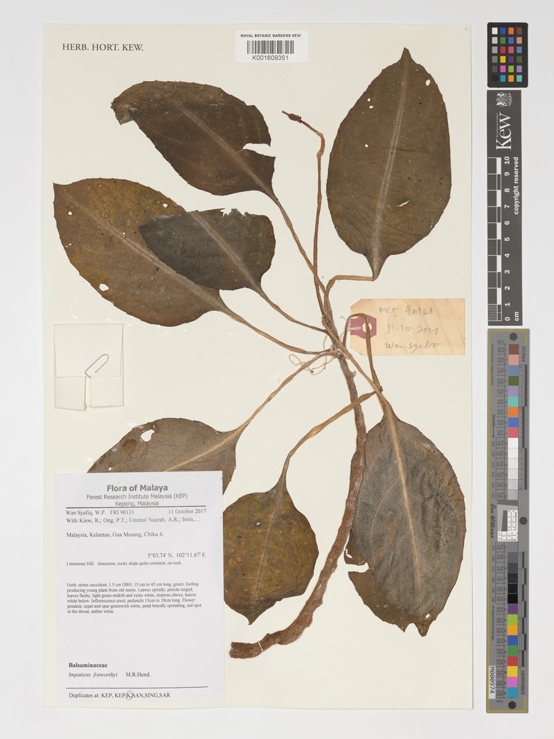 Impatiens foxworthyi photo 2