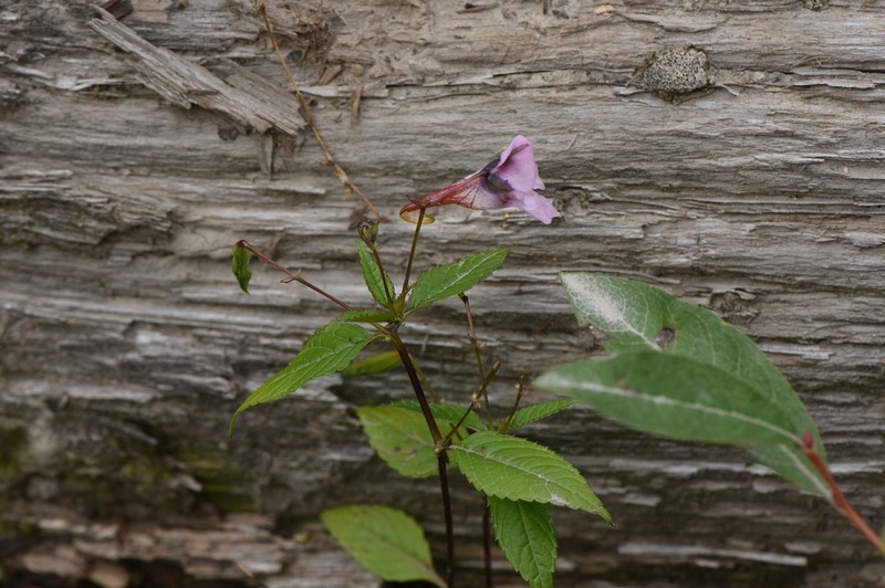 Impatiens fragicolor