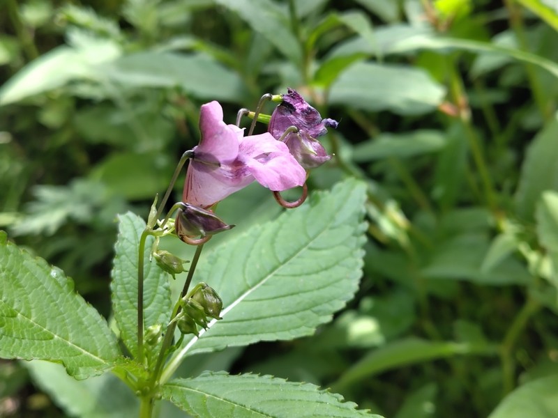 Impatiens fragicolor photo 6