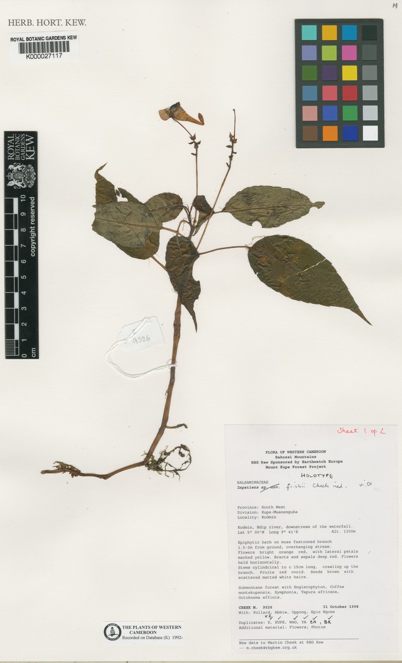 Impatiens frithii