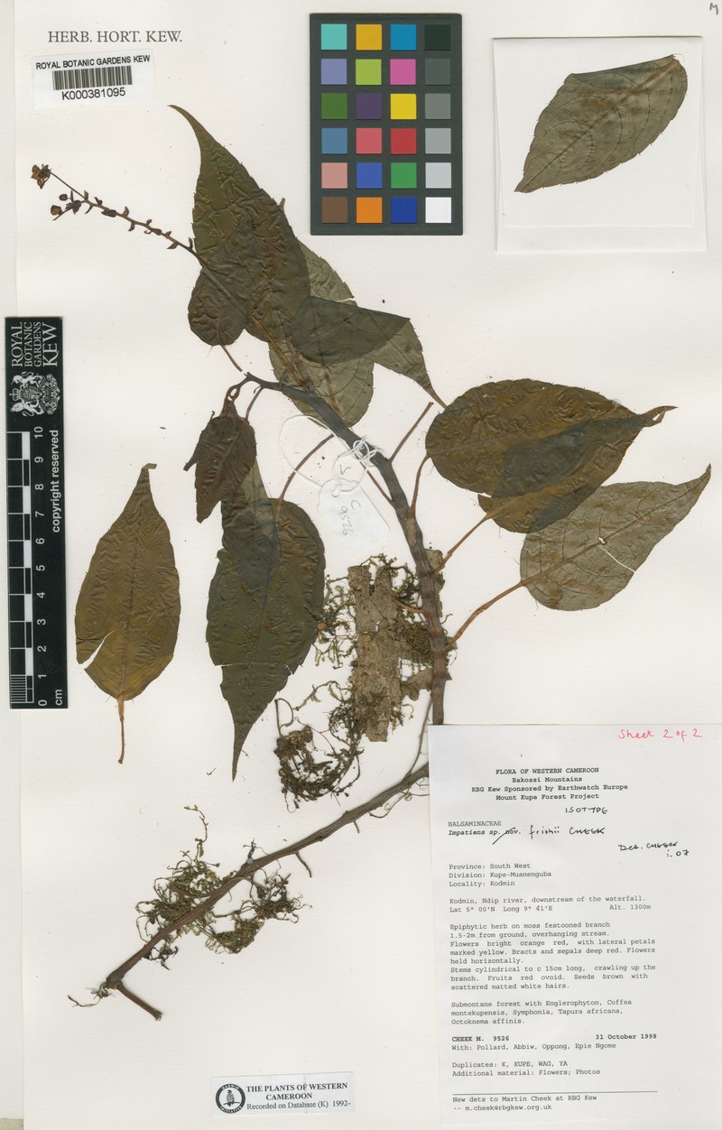 Impatiens frithii photo 2