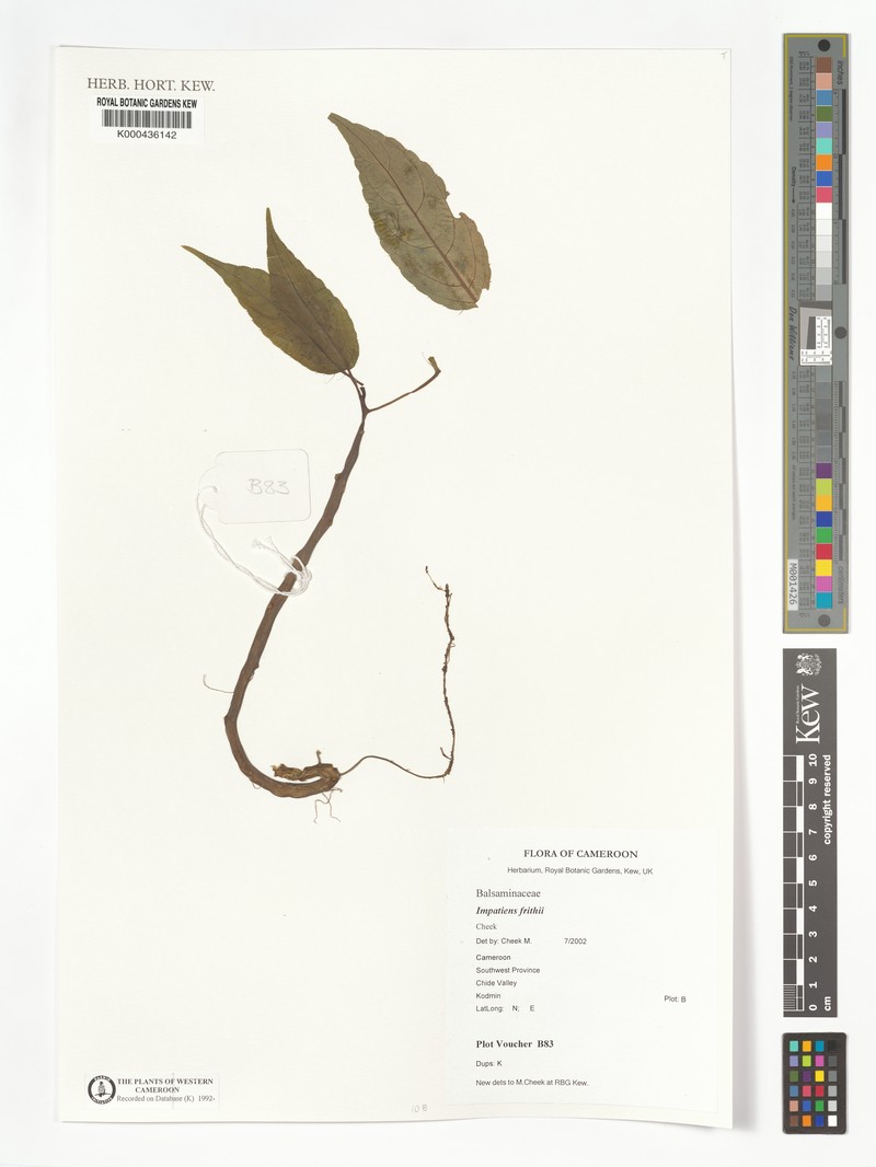 Impatiens frithii photo 3