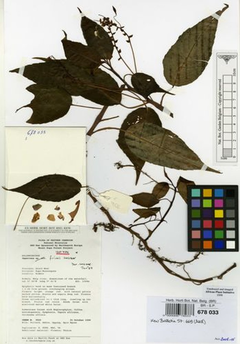 Impatiens frithii photo 4
