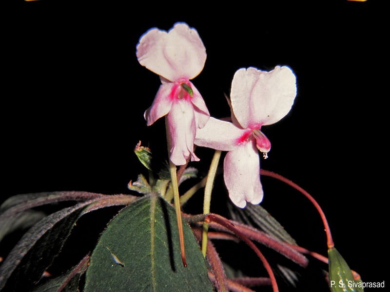 Impatiens fruticosa