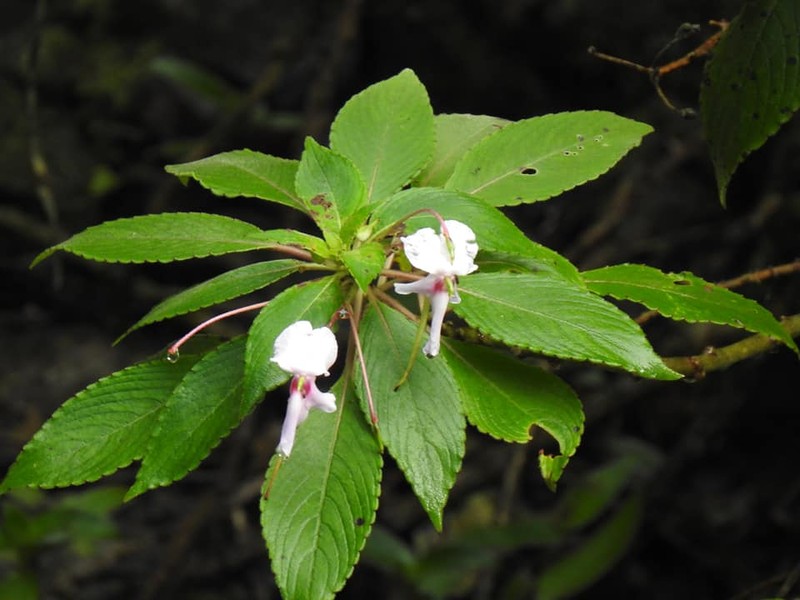 Impatiens fruticosa photo 3