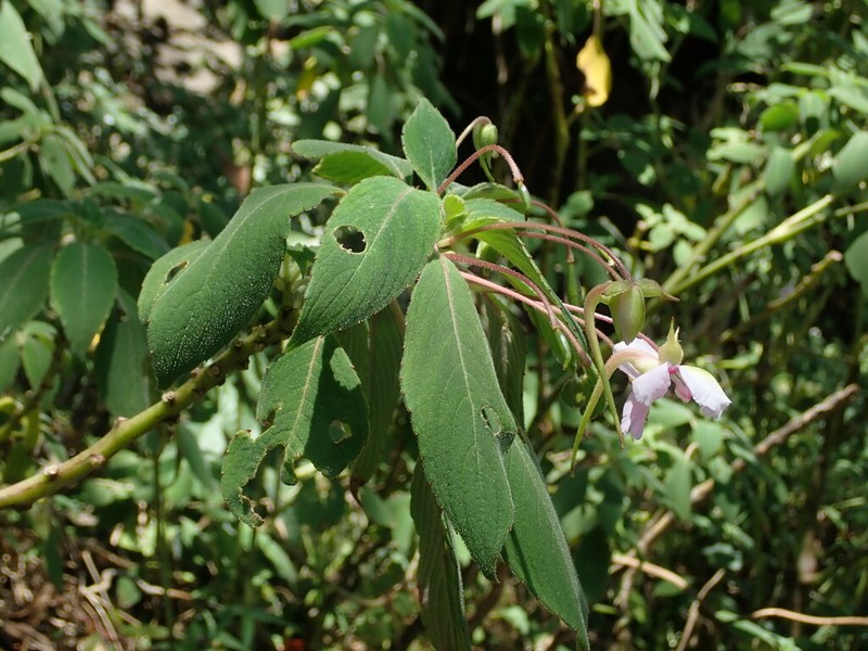Impatiens fruticosa photo 4