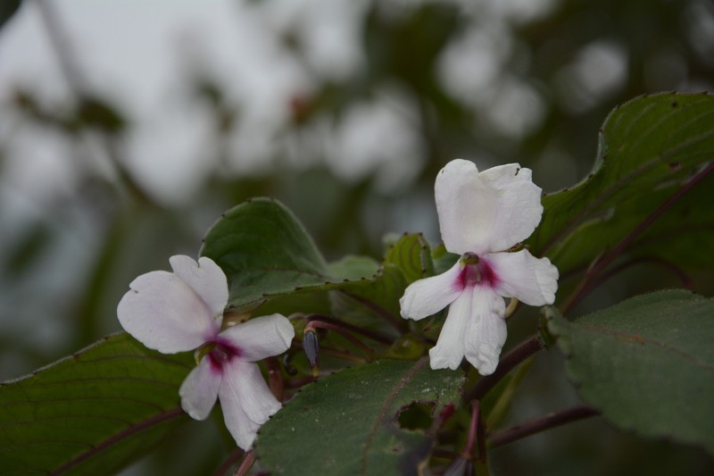 Impatiens fruticosa photo 6