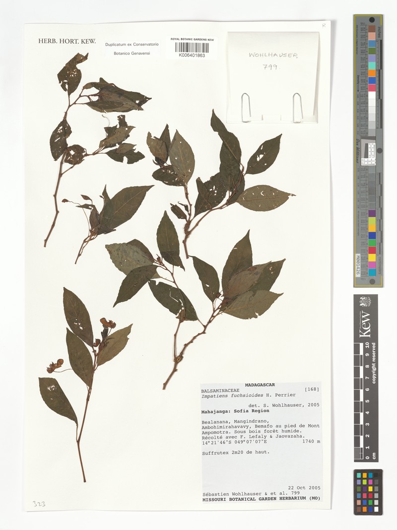Impatiens fuchsioides