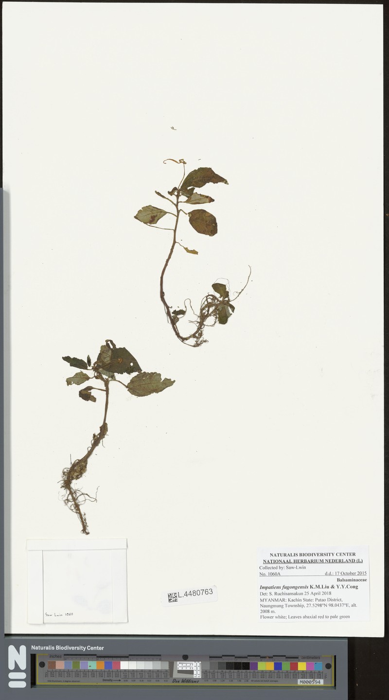 Impatiens fugongensis