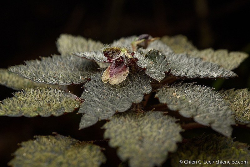 Impatiens furcata