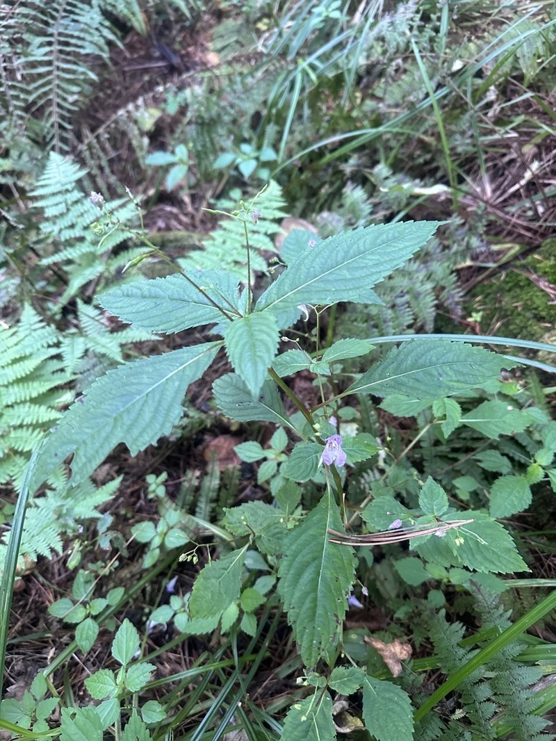 Impatiens furcillata photo 2