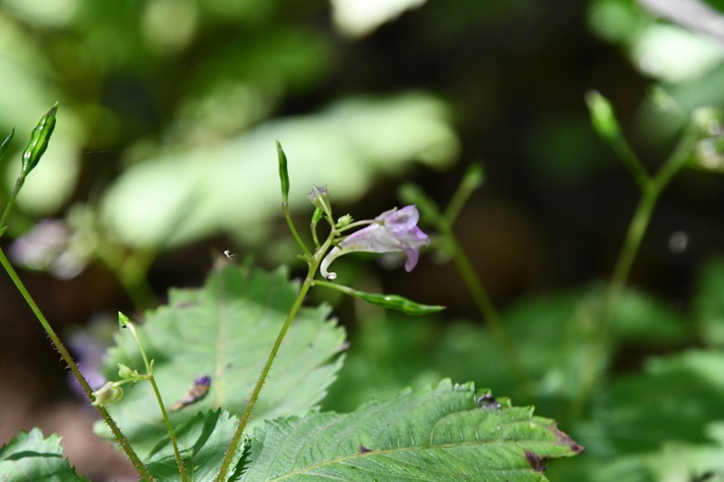 Impatiens furcillata photo 3