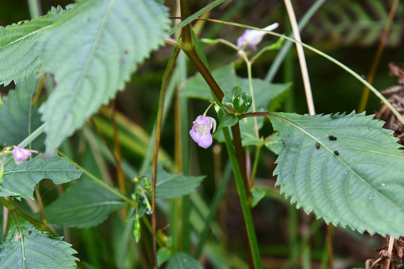 Impatiens furcillata photo 4