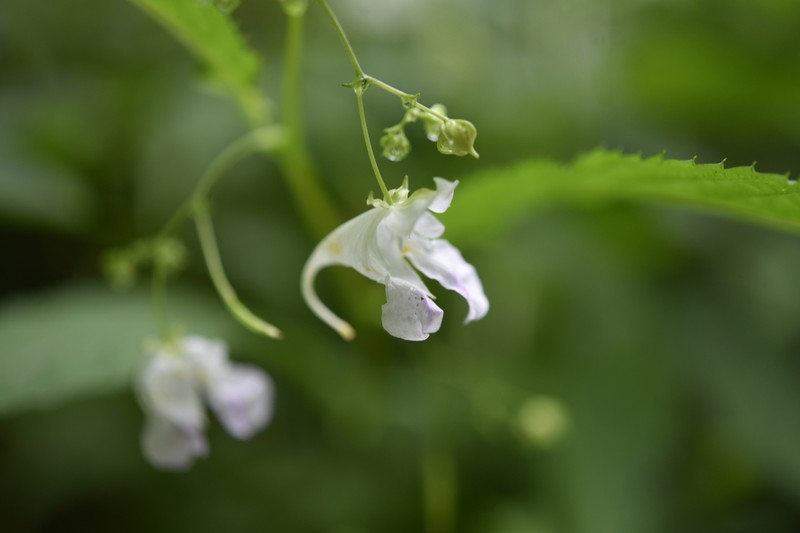 Impatiens furcillata photo 5