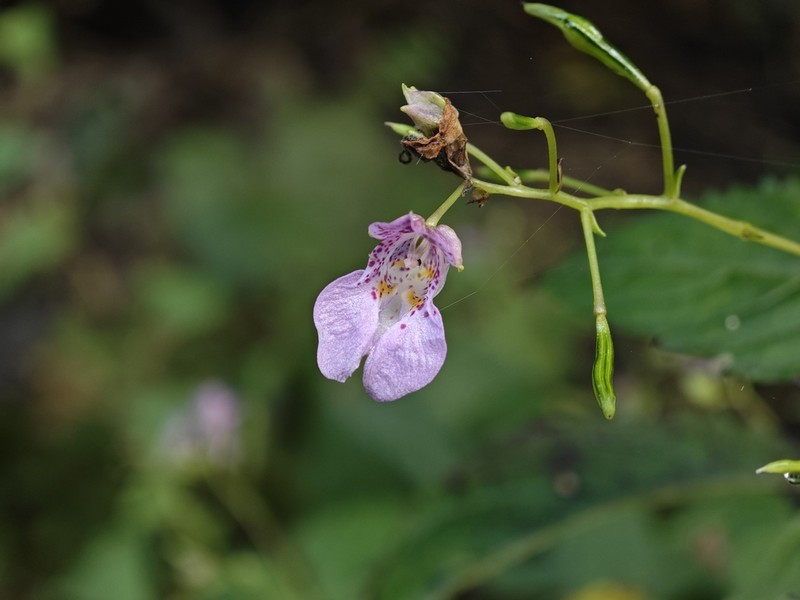 Impatiens furcillata photo 6
