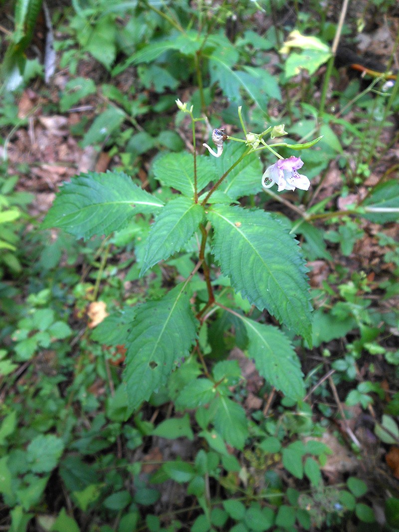Impatiens furcillata photo 7