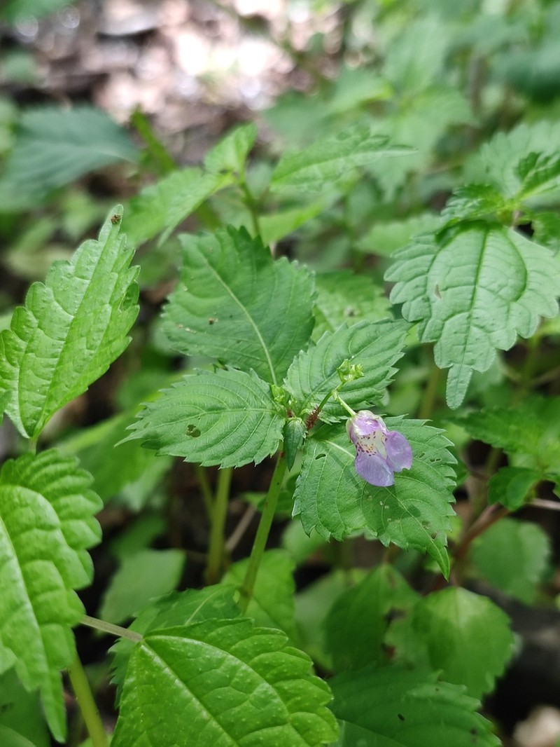 Impatiens furcillata photo 8