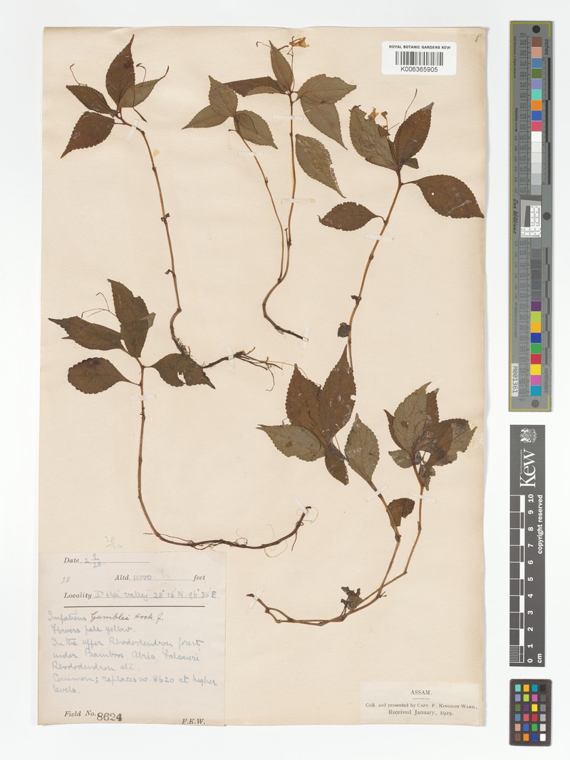 Impatiens gamblei