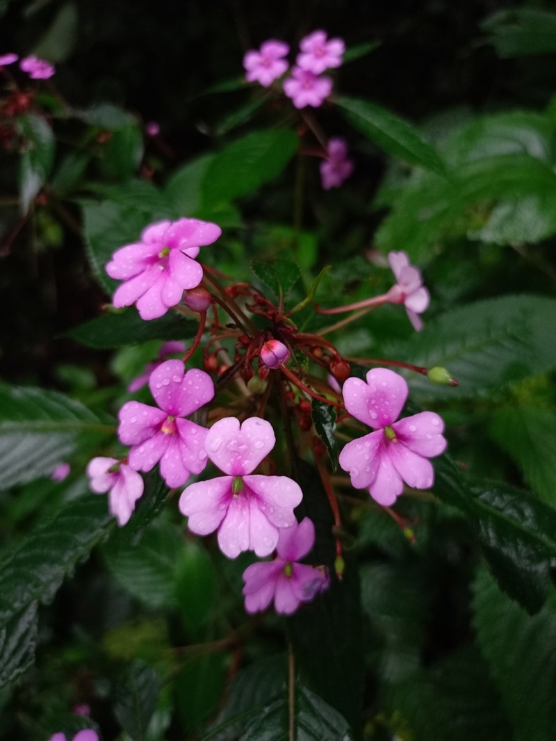 Impatiens gardneriana