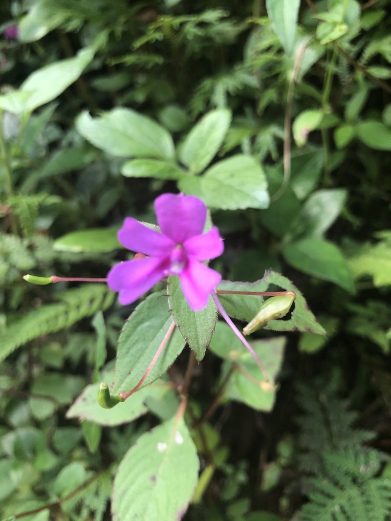 Impatiens gardneriana photo 3