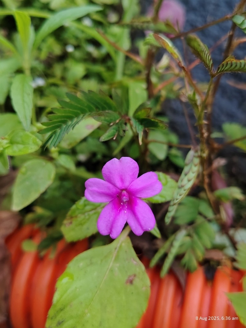 Impatiens gardneriana photo 5