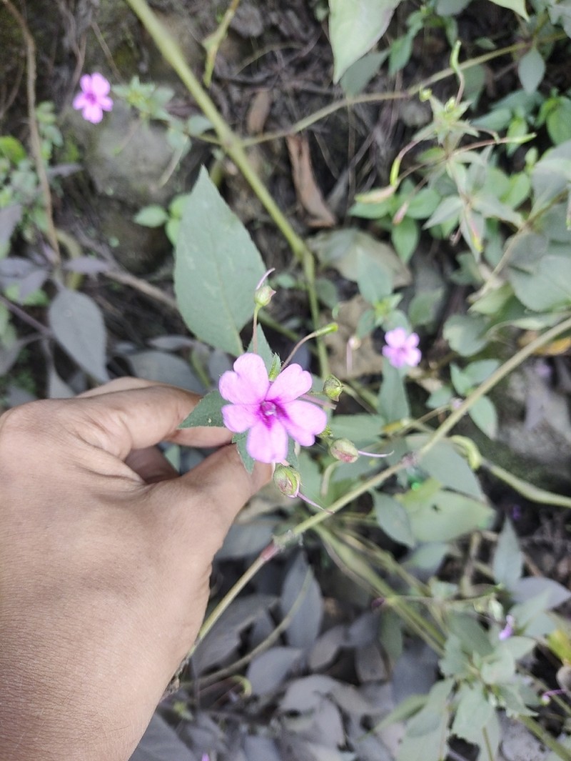 Impatiens gardneriana photo 6
