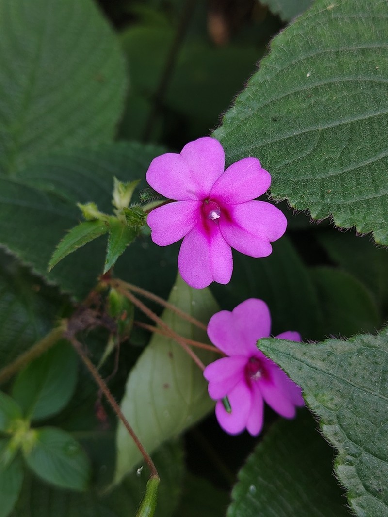 Impatiens gardneriana photo 7