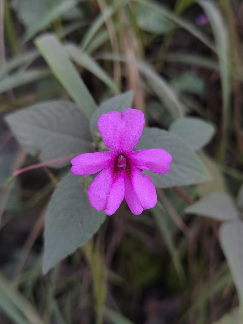 Impatiens gardneriana photo 8