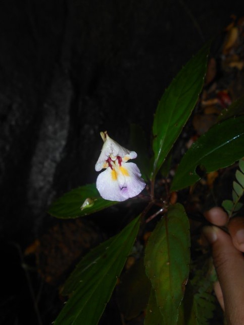 Impatiens gautieri