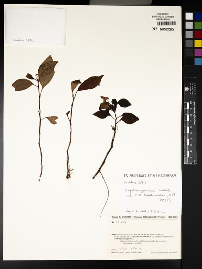 Impatiens geniorum