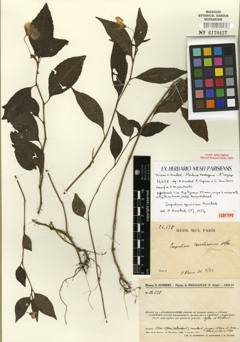 Impatiens geniorum photo 2
