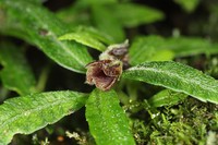 Impatiens georgei-schatzii