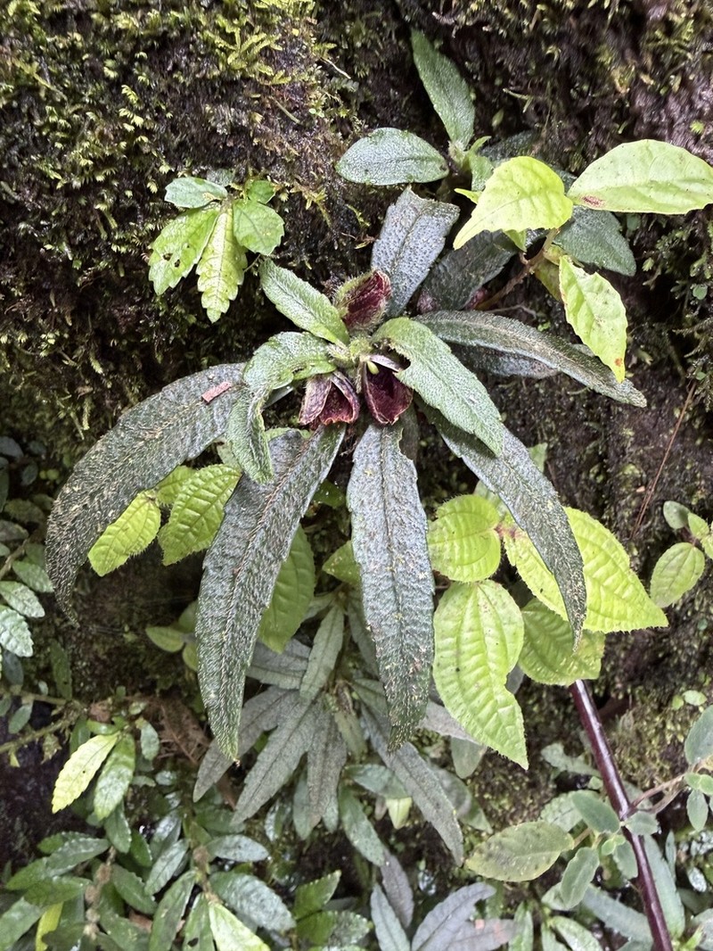 Impatiens georgei-schatzii photo 2