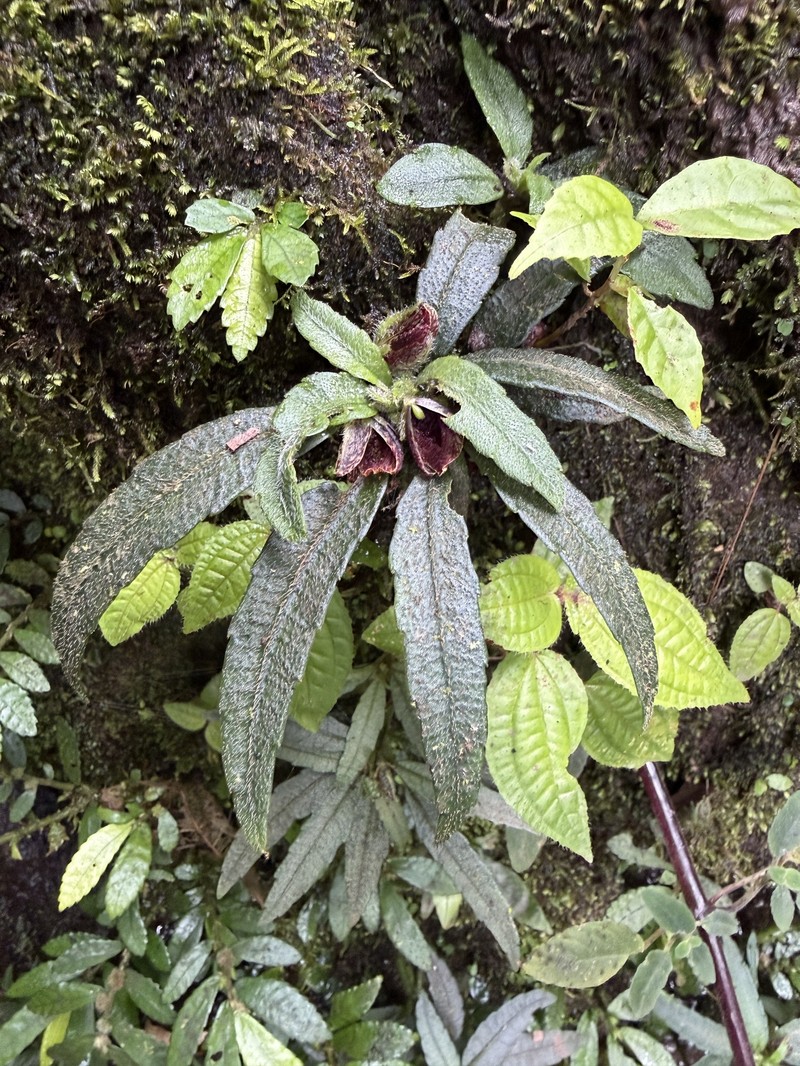 Impatiens georgei-schatzii photo 3