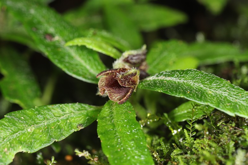 Impatiens georgei-schatzii photo 4