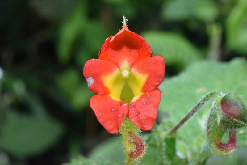 Impatiens gesneroidea