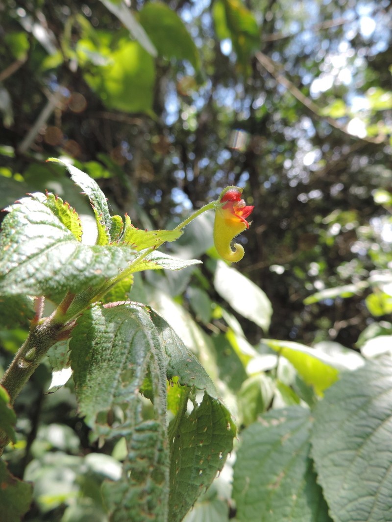 Impatiens gesneroidea photo 2