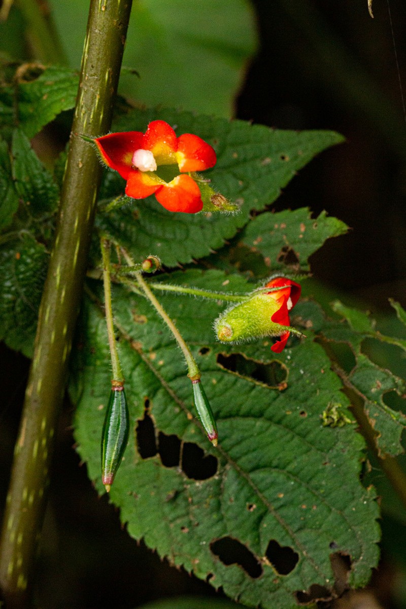 Impatiens gesneroidea photo 3