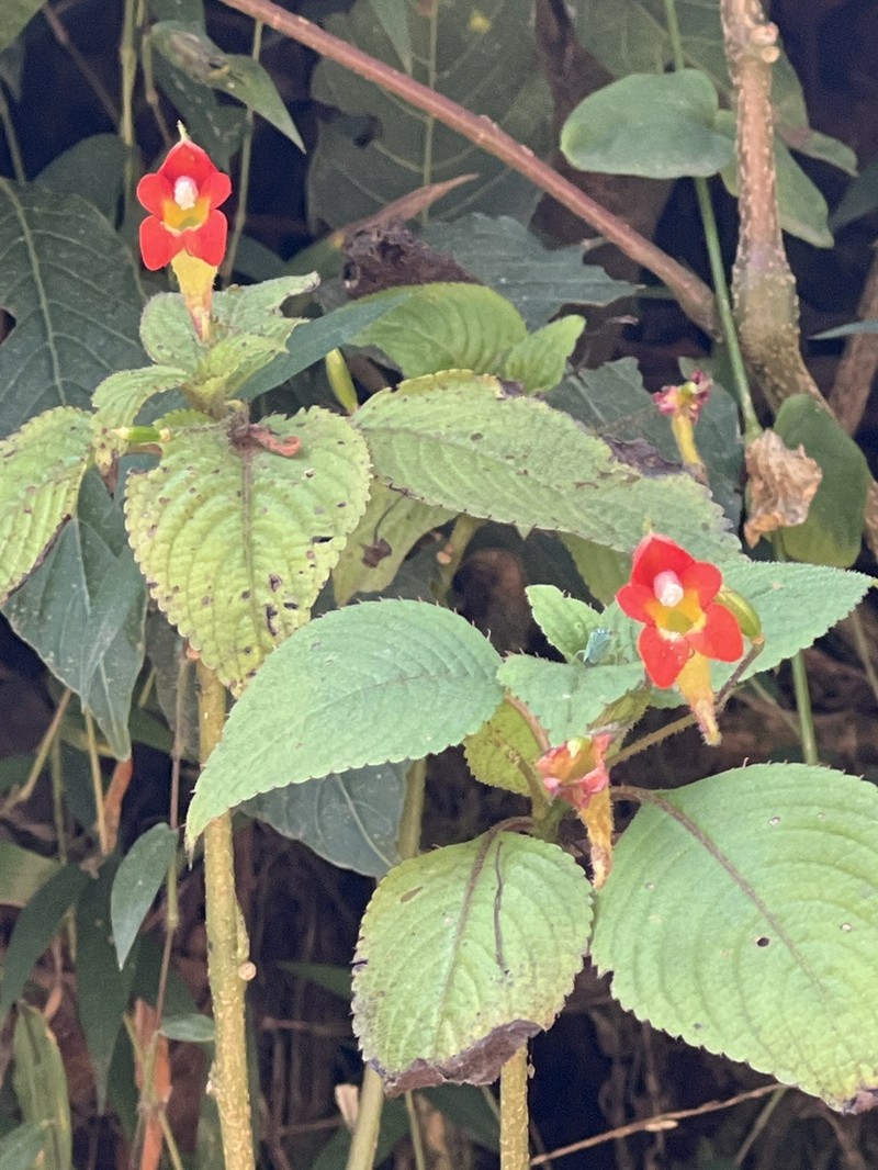 Impatiens gesneroidea photo 4