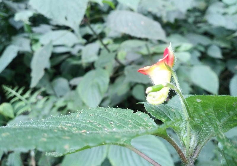Impatiens gesneroidea photo 5